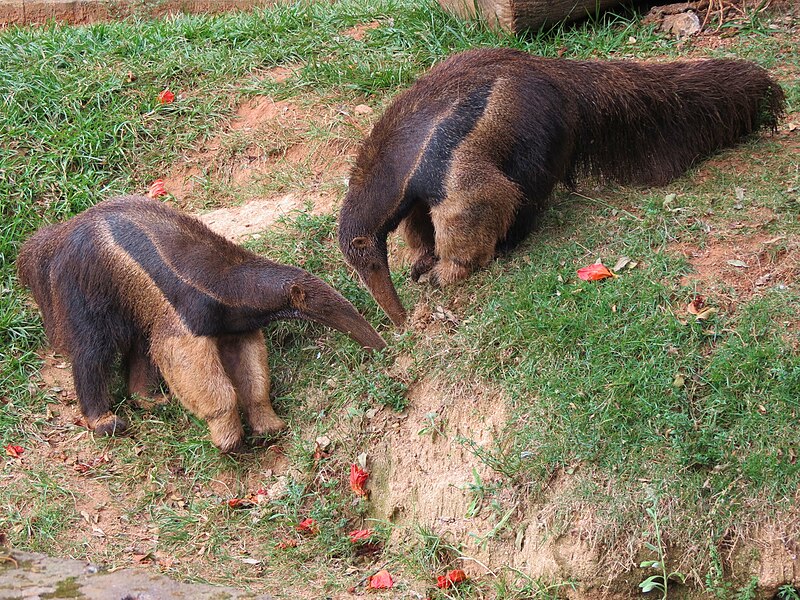 File:Giant anteater Sorocaba Zoo..JPG