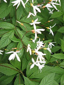 Enkeliperhoangervo (Gillenia trifoliata)