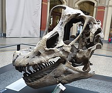 Skull cast in Berlin Giraffatitan MfN 2018 1 skull left lateral.jpg