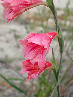<i>Gladiolus caryophyllaceus</i> Species of flowering plant