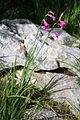 Gladiolus illyricus