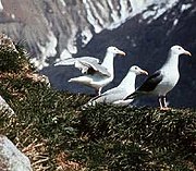 Glaucous-winged gull colony in Glacier Bay.jpg