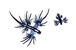 Bildeto por Glaucus atlanticus