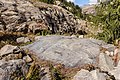 * Nomination Mountain path to the tongue of the Morteratsch glacier Hump rock granite with glacier scratches (stretch marks). --Agnes Monkelbaan 05:45, 2 December 2019 (UTC) * Promotion Good quality --Llez 06:09, 2 December 2019 (UTC)