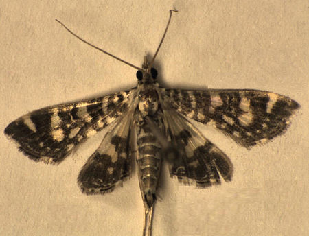 Glyphodes_onychinalis