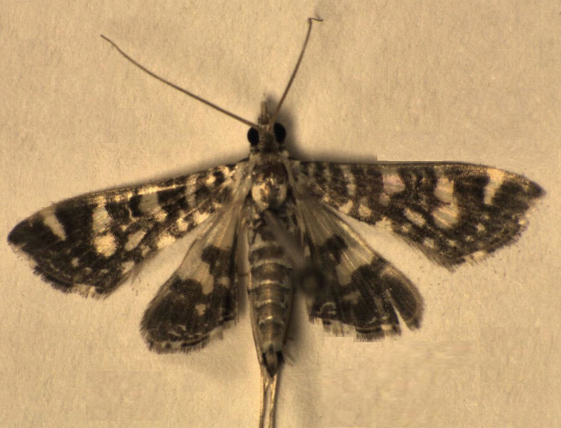 File:Glyphodes onychinalis.jpg