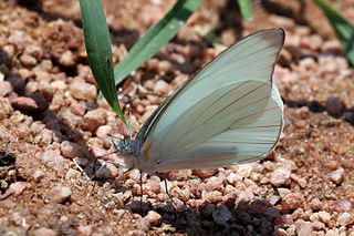 <i>Ganyra</i> Butterfly genus in family Pieridae