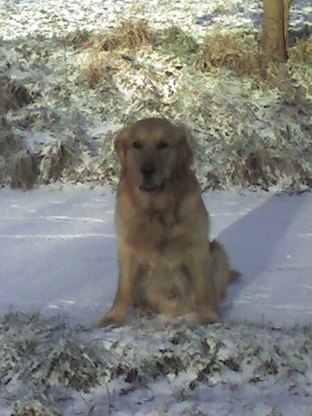 File:Golden Retriever sitting in snow (Barras).jpg