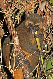 Golden bamboo lemur (Hapalemur aureus) feeding.jpg