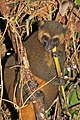 * Nomination Golden bamboo lemur (Hapalemur aureus) feeding in Ranomafana --Charlesjsharp 10:15, 15 January 2019 (UTC) * Promotion  Support Good quality. --Scotch Mist 15:01, 15 January 2019 (UTC)