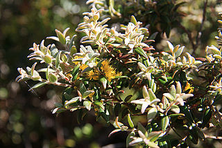 <i>Xanthomyrtus</i> Genus of flowering plants