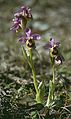 Ophrys tenthredinifera