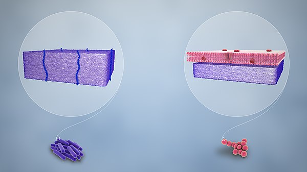 Purple-stained gram-positive (left) and pink-stained gram-negative (right)