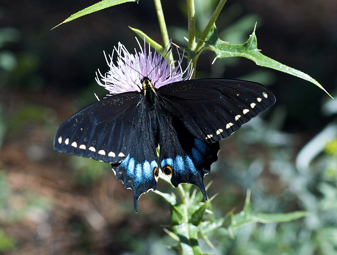 Papilio indra