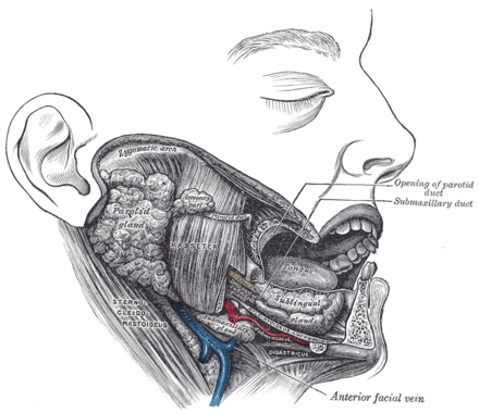 Diagram showing sublingual gland in sublingual space. Gray1024.png