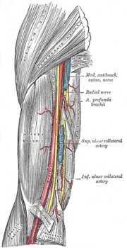 Vignette pour Artère brachiale