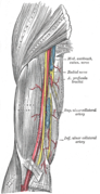 Brahijalna arterija.