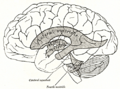 Схематично изображение на вентрикуларната система и повърхността на мозъка.