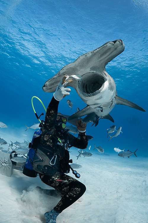 A Bahamian shark diver feeding a Hammerhead. Show another