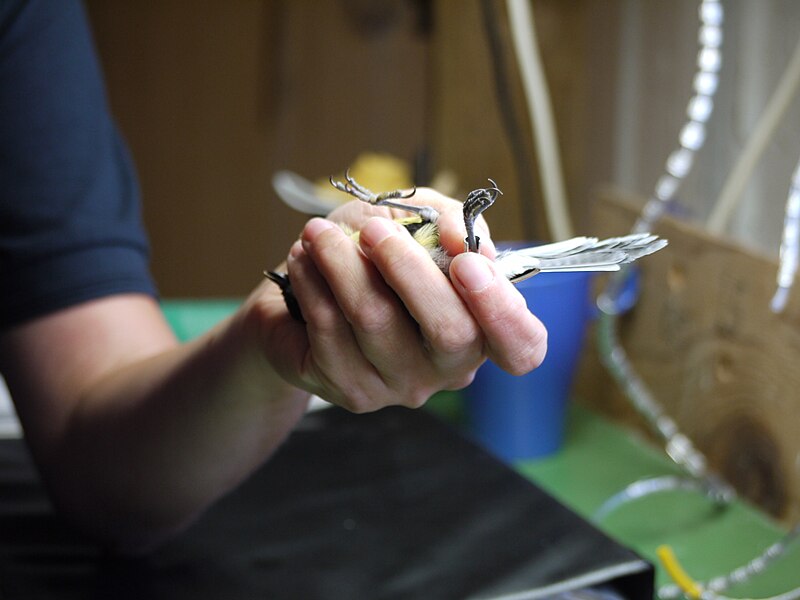 File:Great Tit Ringing 01.JPG