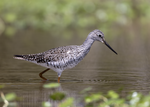 Thumbnail for Greater yellowlegs