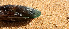 Green Lipped Mussel (314300764).jpg