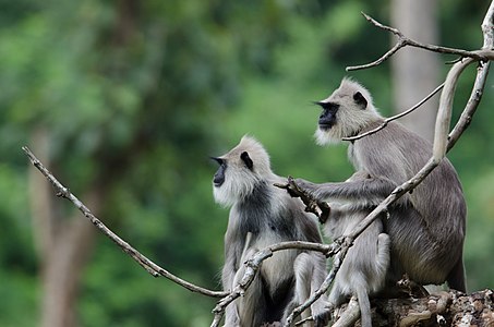 Kulrang Langur1.jpg