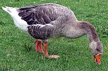 A interspecific hybrid between a wild greylag goose and a domesticated swan goose (A. cygnoides domesticus), as evidenced by its thick neck and bulky head, both of which display vestigial patterning similar to that of the swan goose Greylag Goose Grauwe Gans.JPG