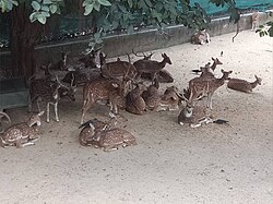 Group of deer in the deer park.jpg