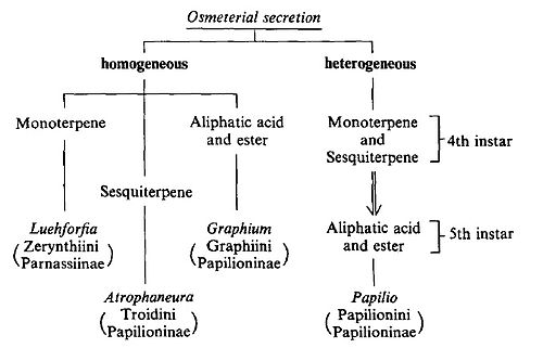 This grouping is a copy of the diagram from the paper: HONDA K. 1980: Osmeterial secretions of papilionid larvae in the genera Luehdorfia, Graphium and Atrophaneura (Lepidoptera). Insect Biochem. 10: 583-588.Please attribute if using.