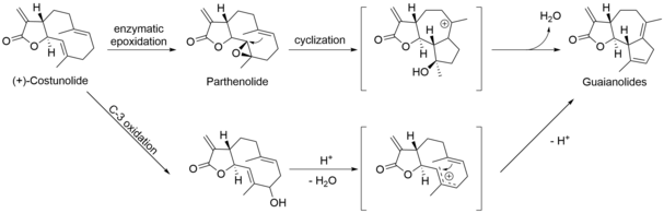 Guaianolide formation.png