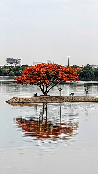 File:Gulmohar 2.jpg