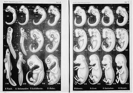 1874 illustration from Anthropogenie showing "very early", "somewhat later" and "still later" stages of embryos of fish (F), salamander (A), turtle (T), chick (H), pig (S), cow (R), rabbit (K), and human (M)