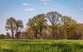 * Nomination Row of trees (near the border with the district of Coesfeld) in Haltern am See, North Rhine-Westphalia, Germany --XRay 03:42, 20 May 2022 (UTC) * Promotion  Support Good quality -- Johann Jaritz 04:10, 20 May 2022 (UTC)