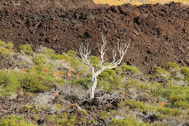 File:Hawaii_Volcanoes_National_Park_(504052)_(22288738028).jpg