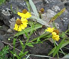 Helenium flexuosum, or purplehead sneezeweed