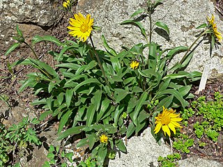 <i>Helianthella castanea</i>