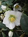 Helleborus niger flower