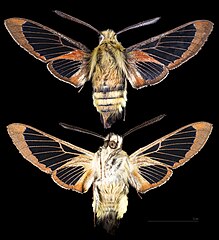 Hemaris thetis