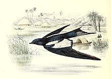 Wing pattern in flight Hirundo leucosoma CWW.jpg