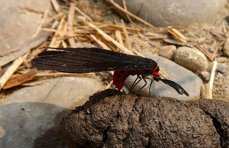 File:Histia flabellicornis.jpg