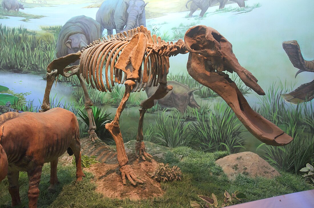 File:Hohhot.inner mongolia museum.Platybelodon grangeri.2.jpg