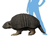 Life restoration of the Pleistocene armadillo relative Holmesina with a human to scale Holmesina floridanus life reconstruction.jpg