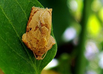 Homona coffearia in Chalakudy, India Homona coffearia 2.jpg