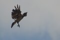 Hooded Crow about to land.jpg