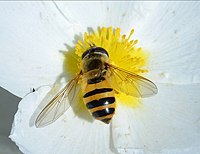 Epistrophe eligans (Syrphidae)