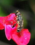 Syritta pipiens (Syrphidae)