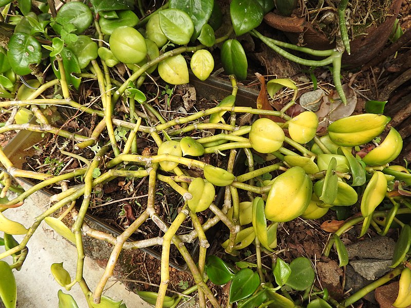 File:Hoya cornosa-1-Ien house-yercaud-salem-India.jpg