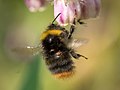 * Nomination Common carder bee (Bombus pascuorum) with parasites Scutacarus acarorum --Ermell 06:40, 7 July 2018 (UTC) * Promotion  Support Good quality. --Poco a poco 07:24, 7 July 2018 (UTC)