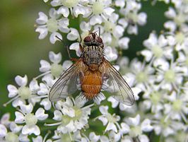 Hyalurgus lucidus